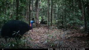 Camera Traps - May 2026