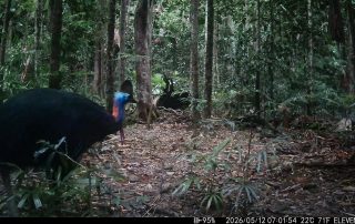 Camera Traps - May 2026