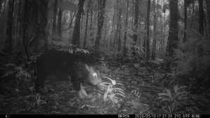 Camera Traps - May 2026
