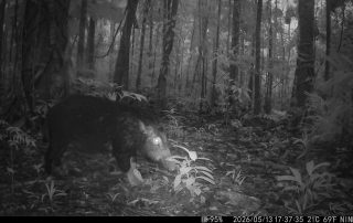 Camera Traps - May 2026