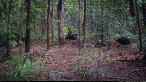 Camera Traps - May 2026