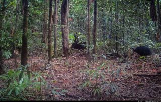 Camera Traps - May 2026