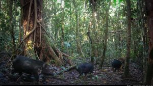 Camera Traps - May 2026