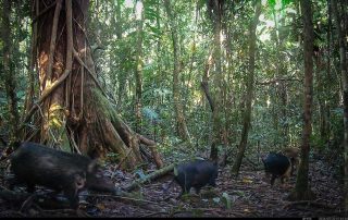Camera Traps - May 2026