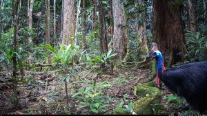 Camera Traps - May 2026