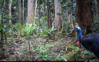 Camera Traps - May 2026
