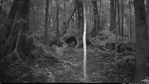 Camera Traps - May 2026