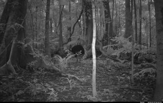 Camera Traps - May 2026