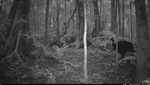 Camera Traps - May 2026