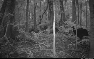 Camera Traps - May 2026