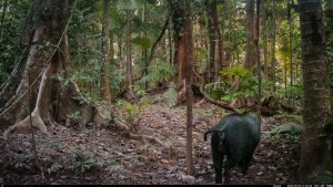 Camera Traps - May 2026