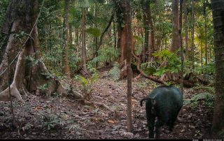 Camera Traps - May 2026
