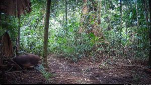 Camera Traps - May 2026