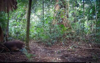 Camera Traps - May 2026