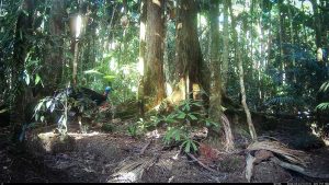 Camera Traps - May 2026