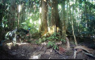 Camera Traps - May 2026