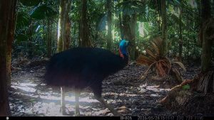 Camera Traps - May 2026