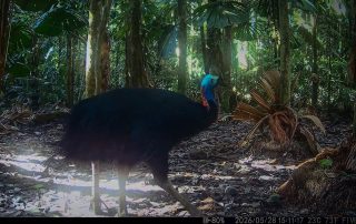 Camera Traps - May 2026