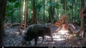 Camera Traps - May 2026