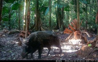 Camera Traps - May 2026