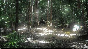 Camera Traps - May 2026