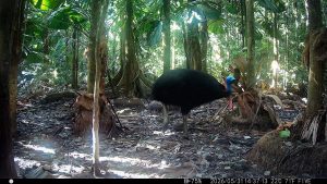 Camera Traps - May 2026
