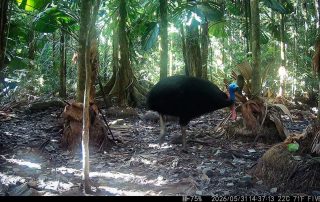 Camera Traps - May 2026
