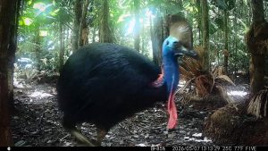 Camera Traps - May 2026