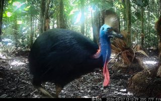 Camera Traps - May 2026
