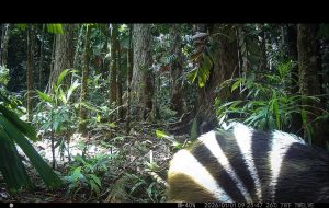 Camera Traps - May 2026
