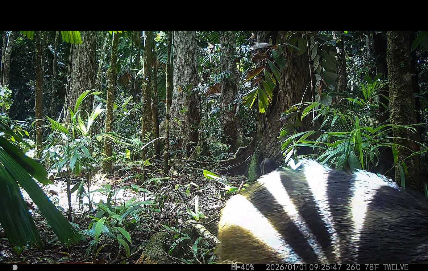 Camera Traps - May 2026