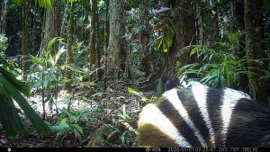 Camera Traps - May 2026