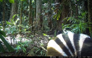 Camera Traps - May 2026