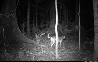 Camera Traps - June 2026