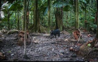 Camera Traps - June 2026