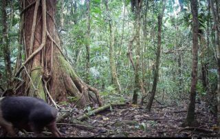 Camera Traps - June 2026