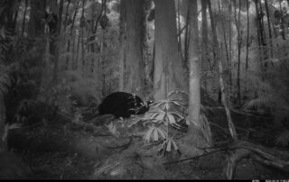 Camera Traps - June 2026