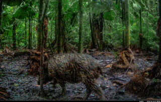 Camera Traps - June 2026