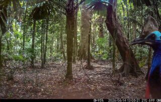 Camera Traps - June 2026