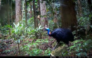 Camera Traps - June 2026