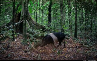 Camera Traps - June 2026