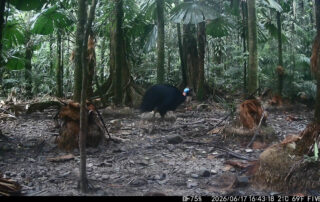 Camera Traps - June 2026
