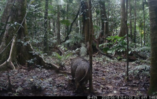 Camera Traps - June 2026