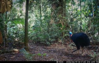 Camera Traps - June 2026