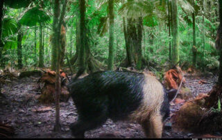 Camera Traps - June 2026