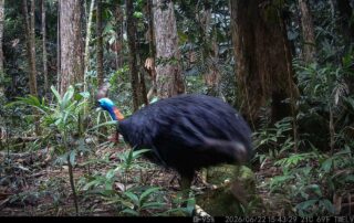 Camera Traps - June 2026