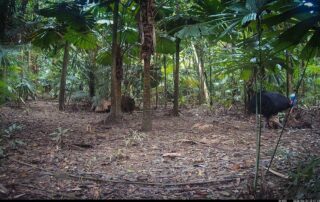 Camera Traps - June 2026