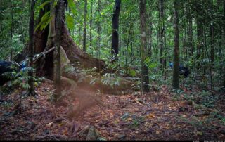 Camera Traps - June 2026