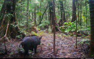 Camera Traps - June 2026
