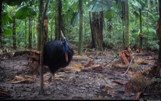 Camera Traps - June 2026